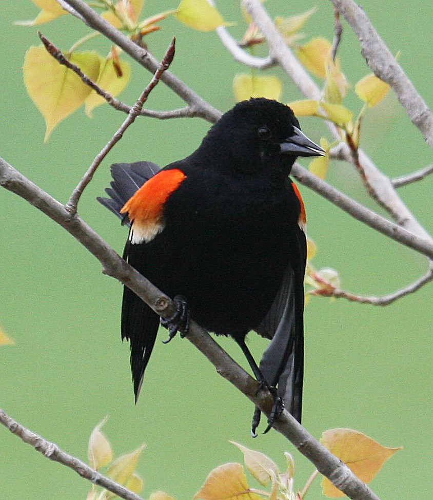 Red-winged Blackbird - ML104244751