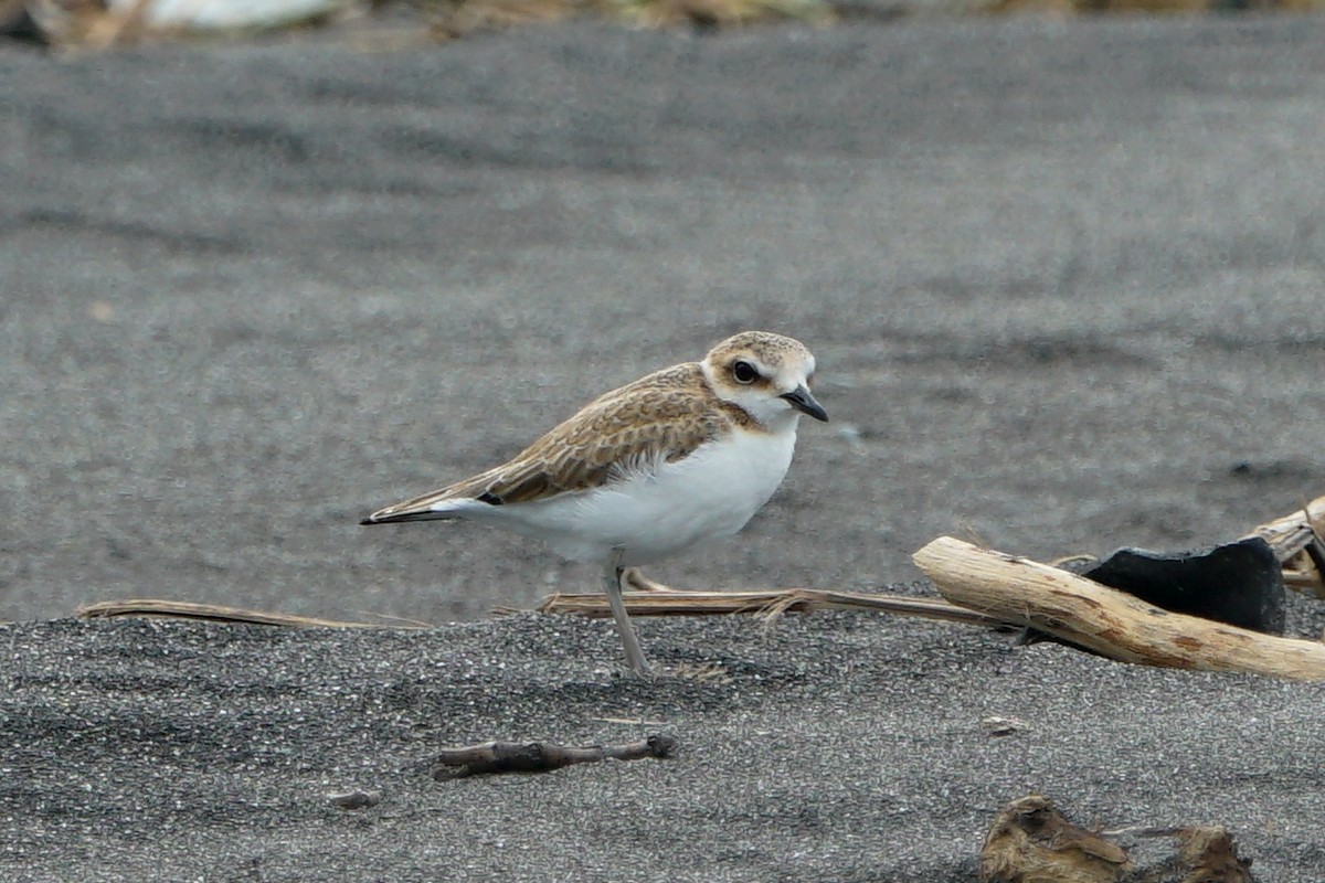 Kentish Plover - JingZu Tu