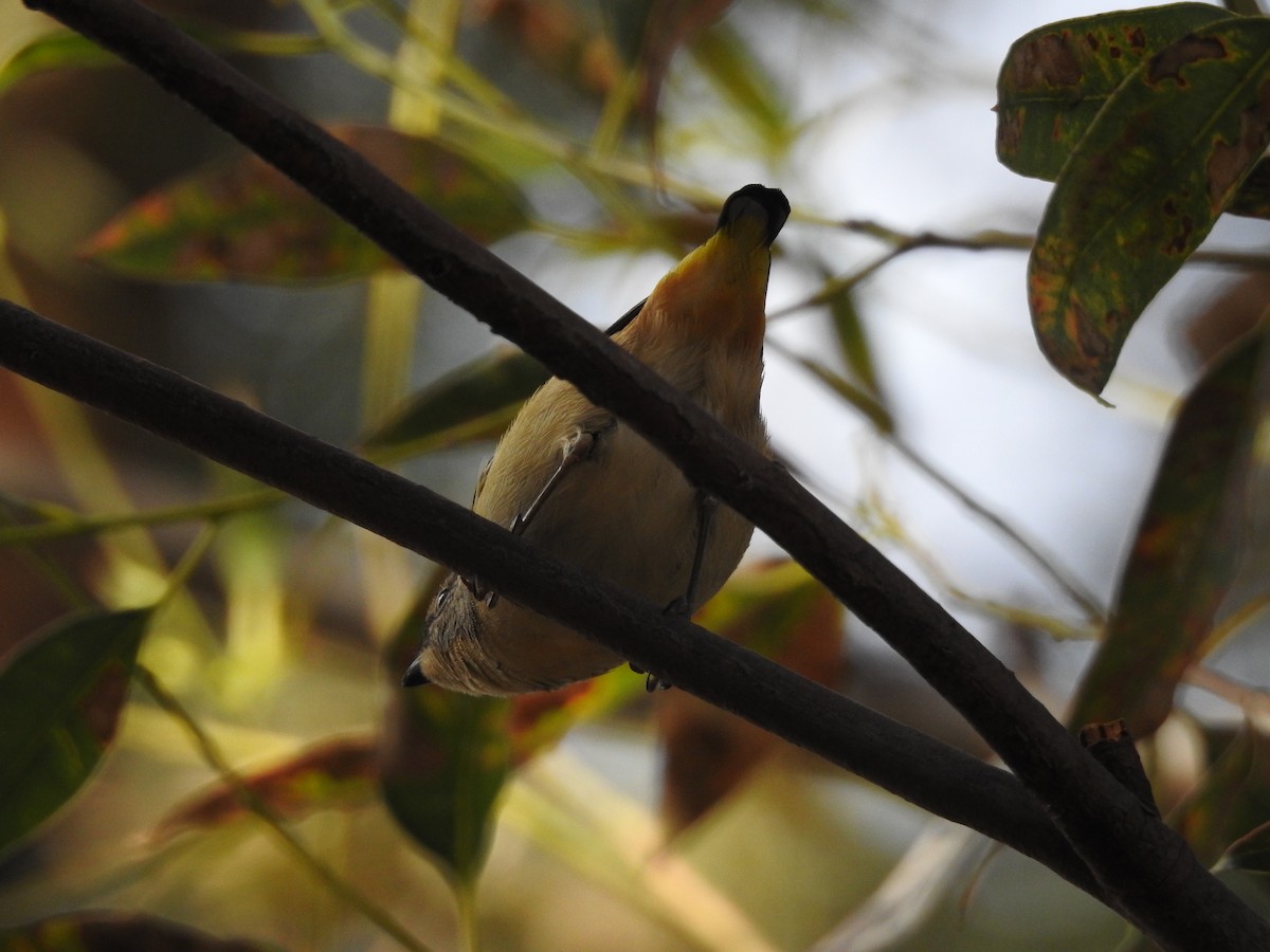 Spotted Pardalote - Jeffrey Crawley