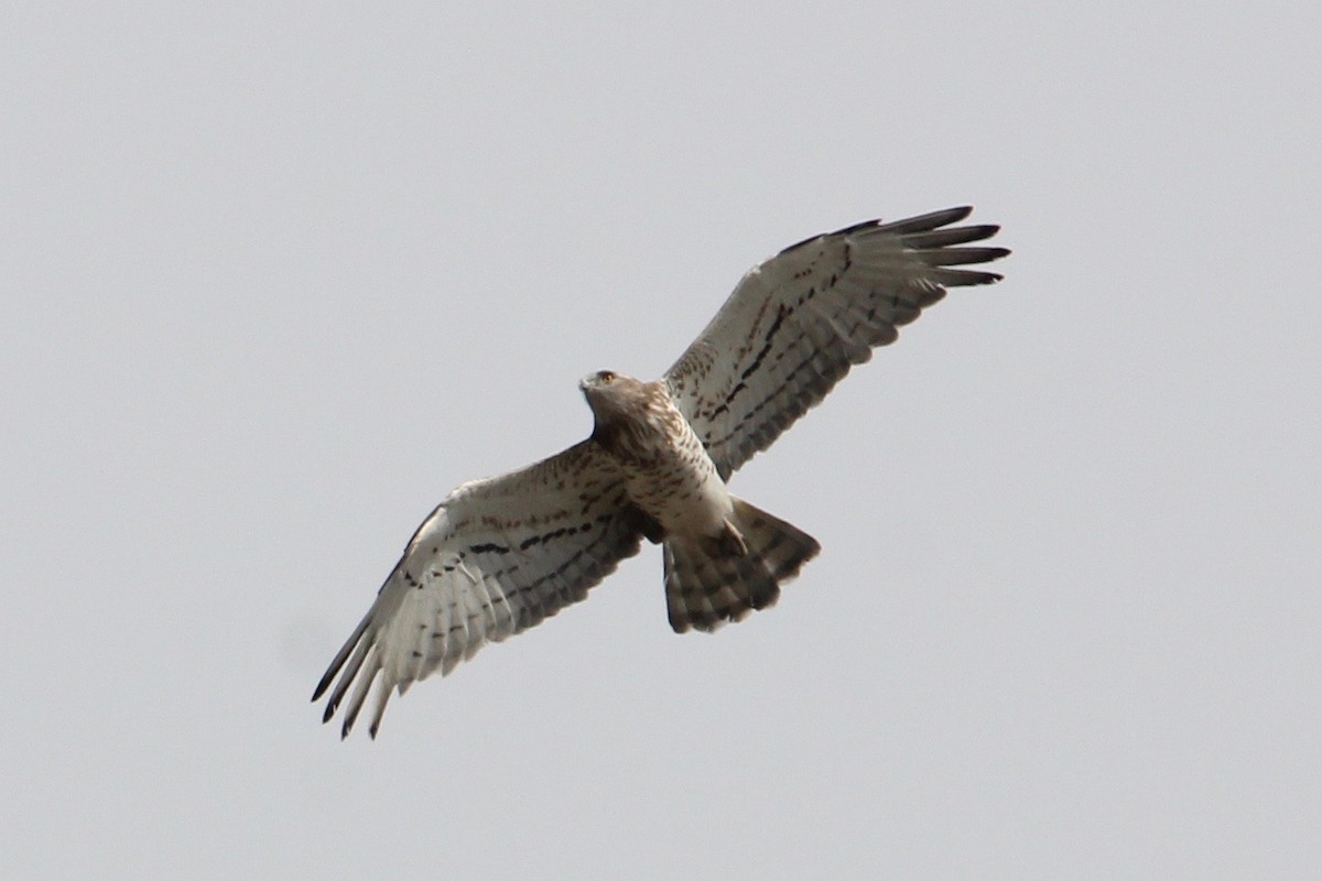 Short-toed Snake-Eagle - ML104246111