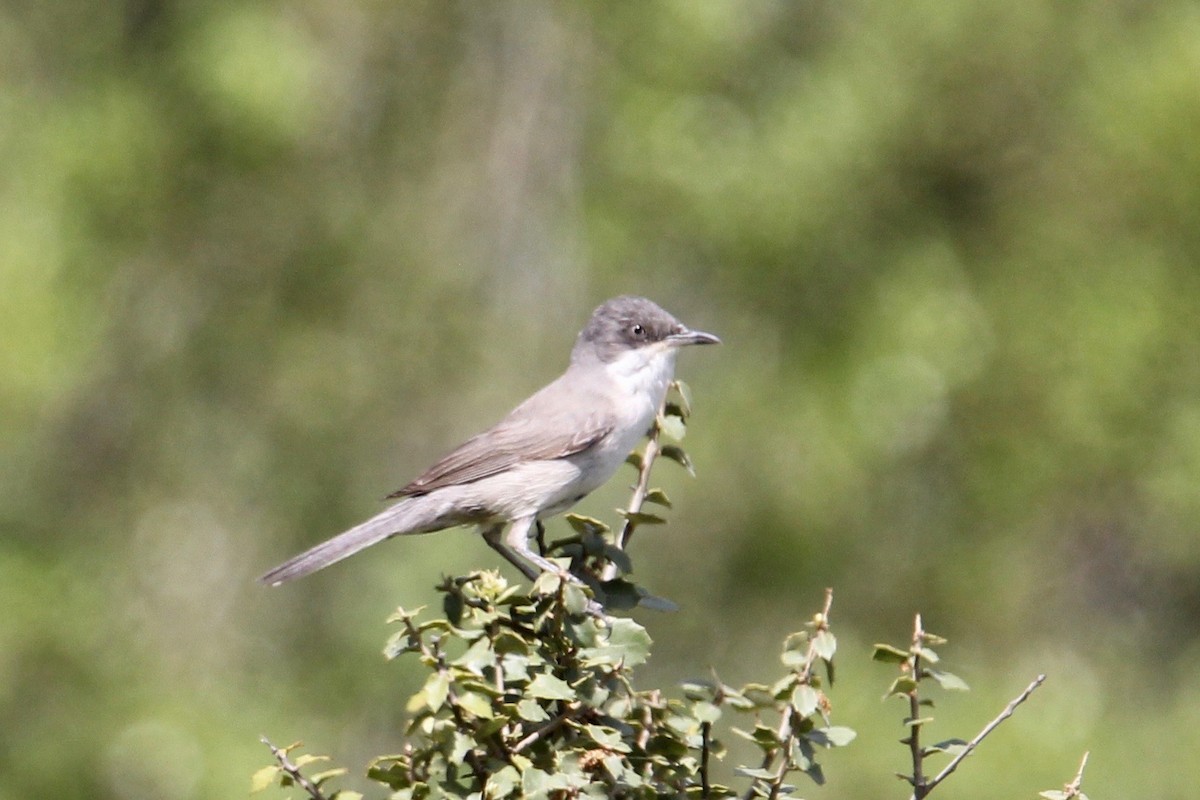 Eastern Orphean Warbler - ML104246151