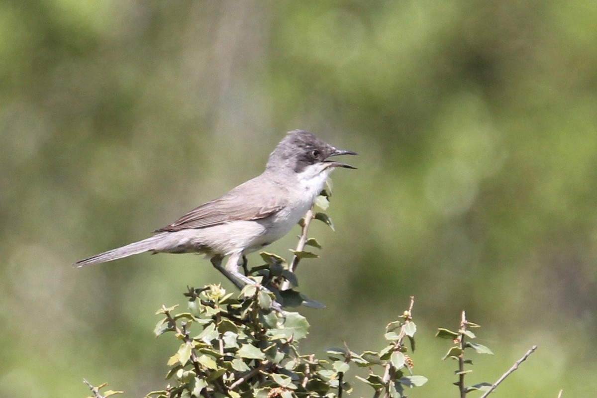 Eastern Orphean Warbler - ML104246161