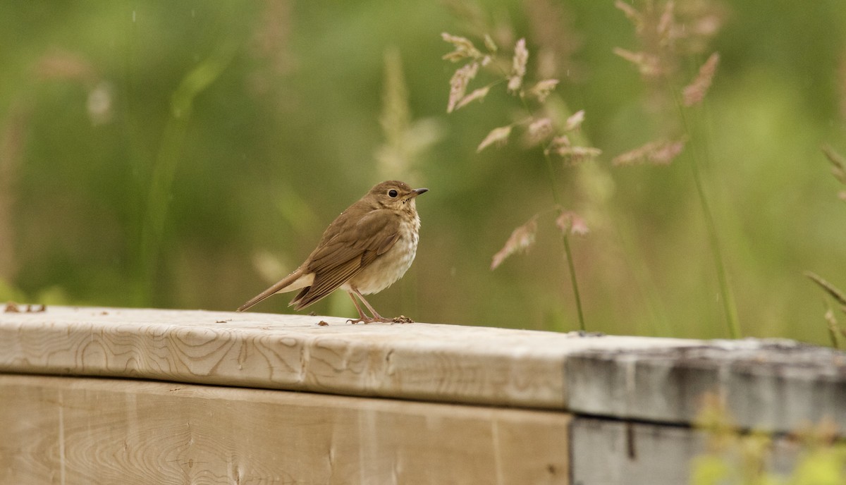 Swainson's Thrush - ML104246481