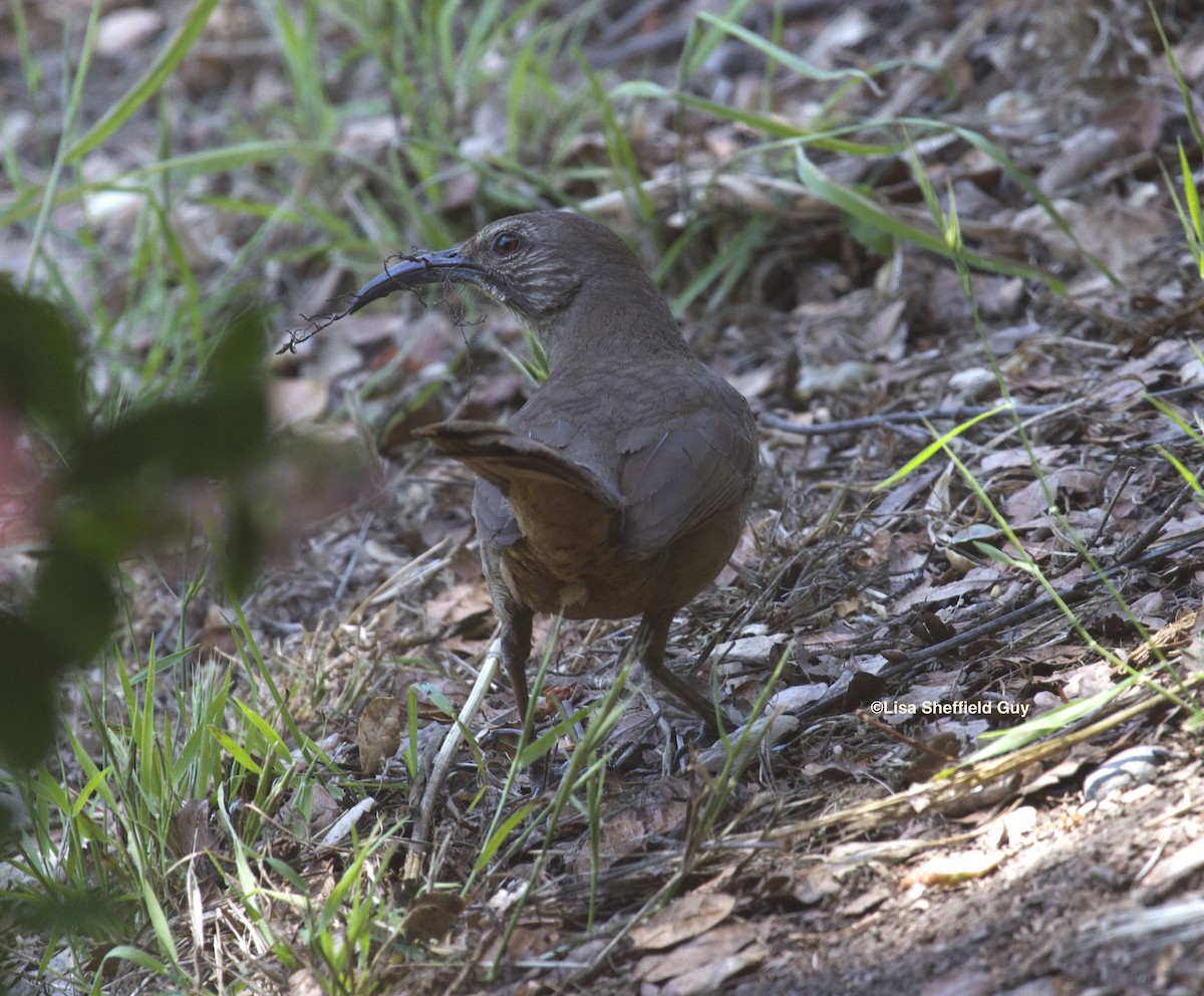 California Thrasher - ML104246601