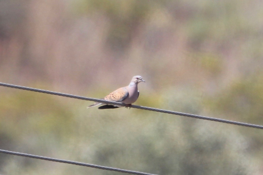 European Turtle-Dove - ML104247001