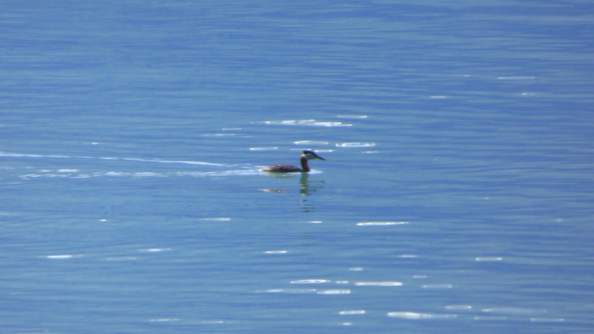 Red-necked Grebe - ML104247181