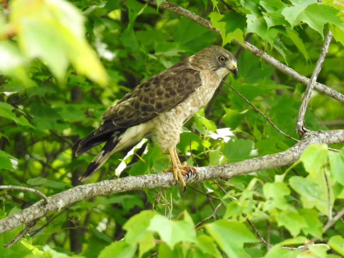 Broad-winged Hawk - ML104247581