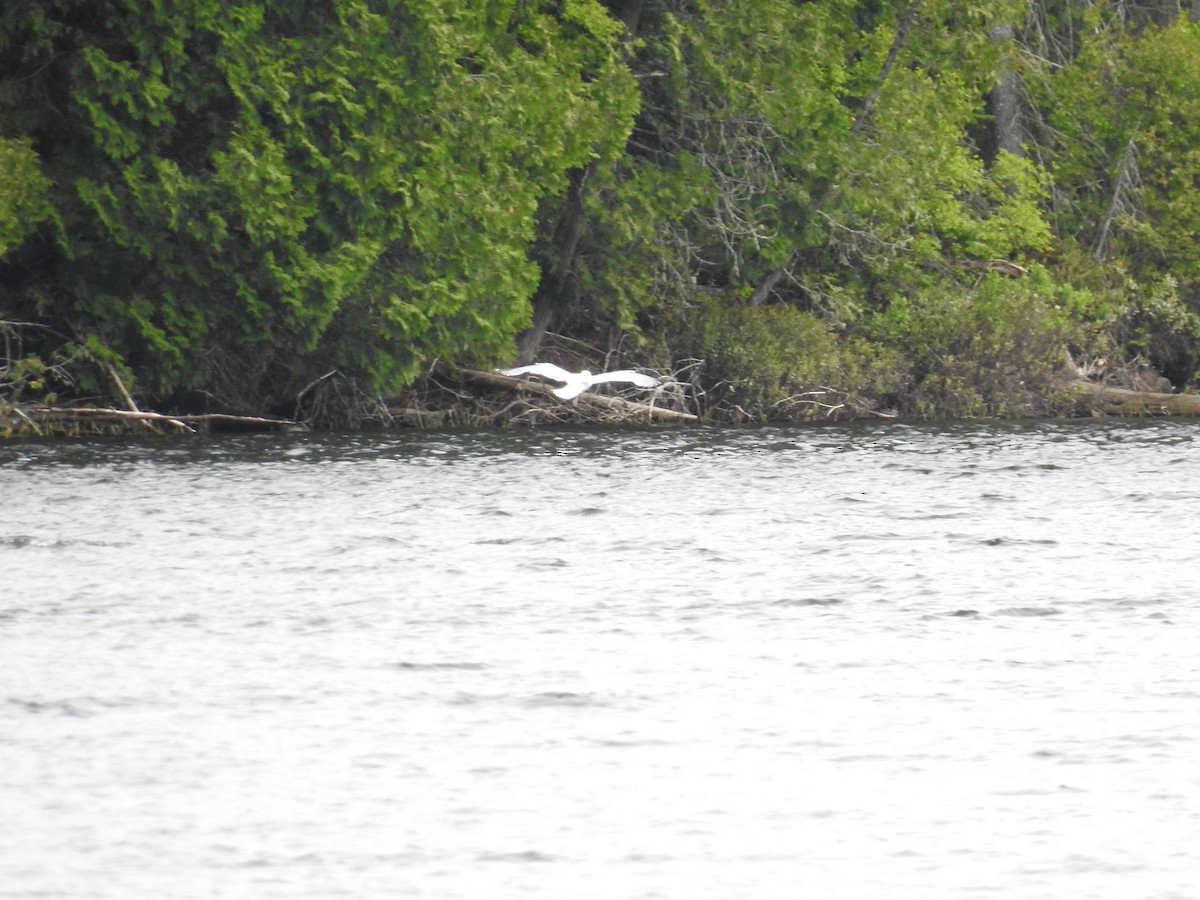 Ring-billed Gull - ML104247661