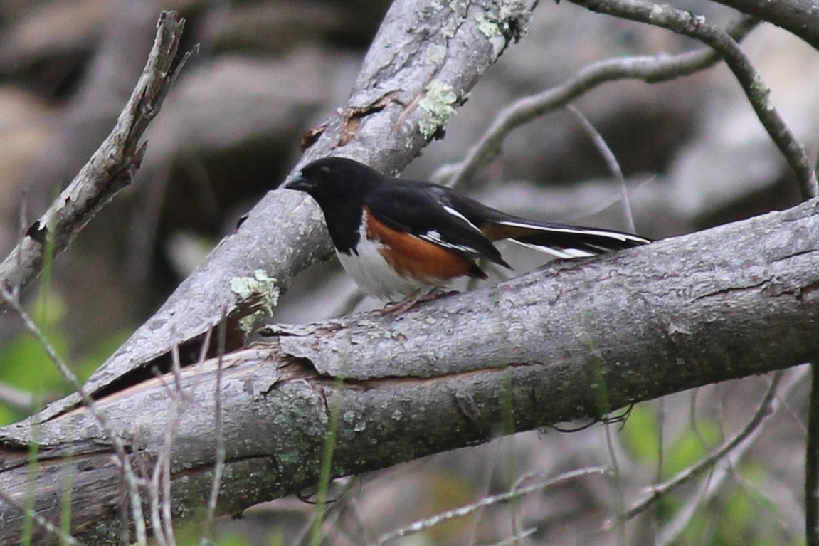 Eastern Towhee - ML104247921