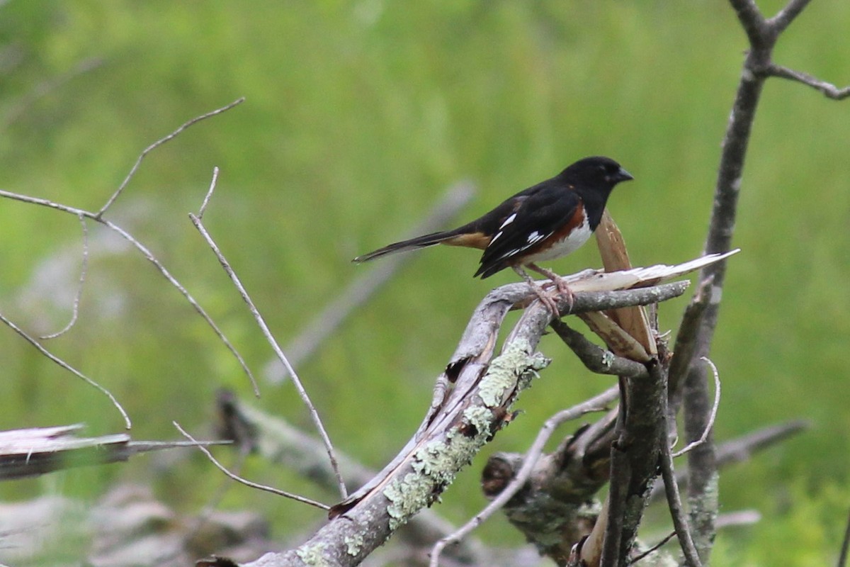 Eastern Towhee - ML104247931