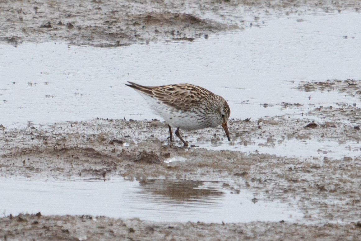 White-rumped Sandpiper - ML104249061