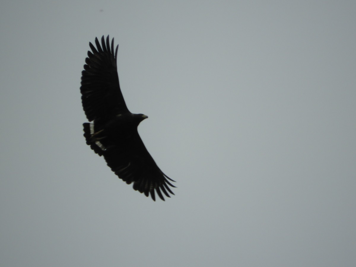 Solitary Eagle - ML104249601