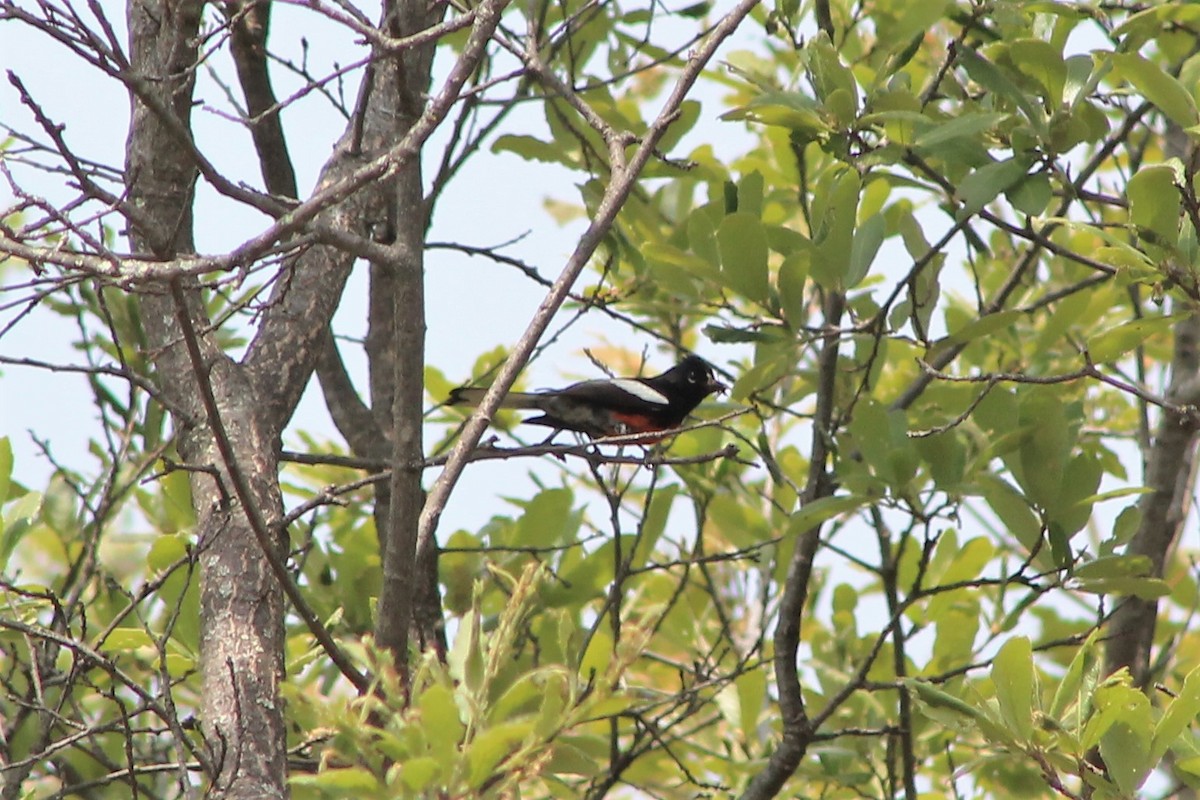 Painted Redstart - ML104249761