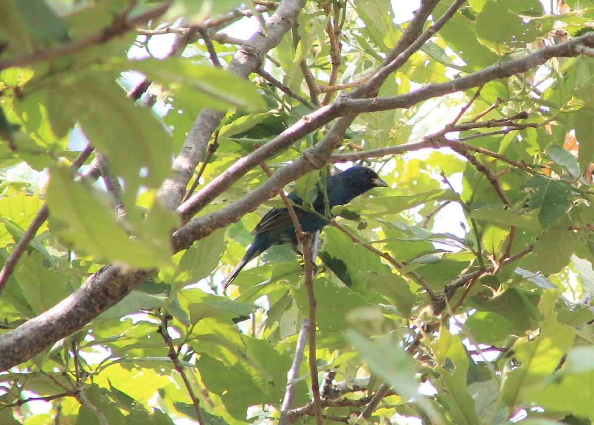 Blue Grosbeak - Anahí Hernández