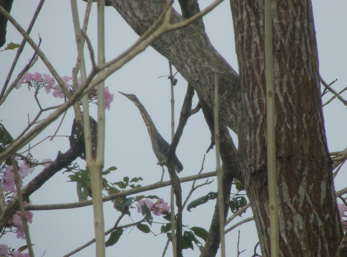 Striated Heron - ML104250751