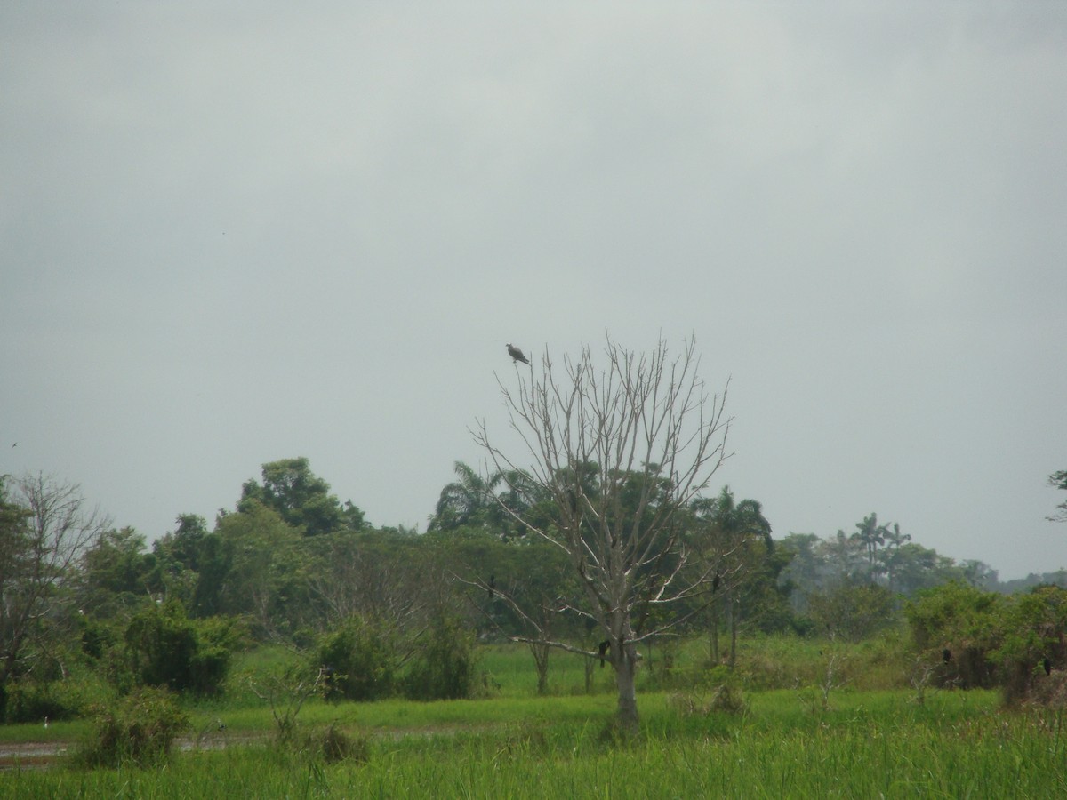 Osprey - ML104251041