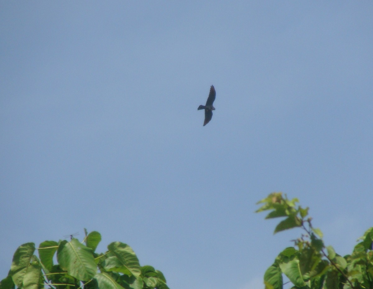 Plumbeous Kite - ML104251151