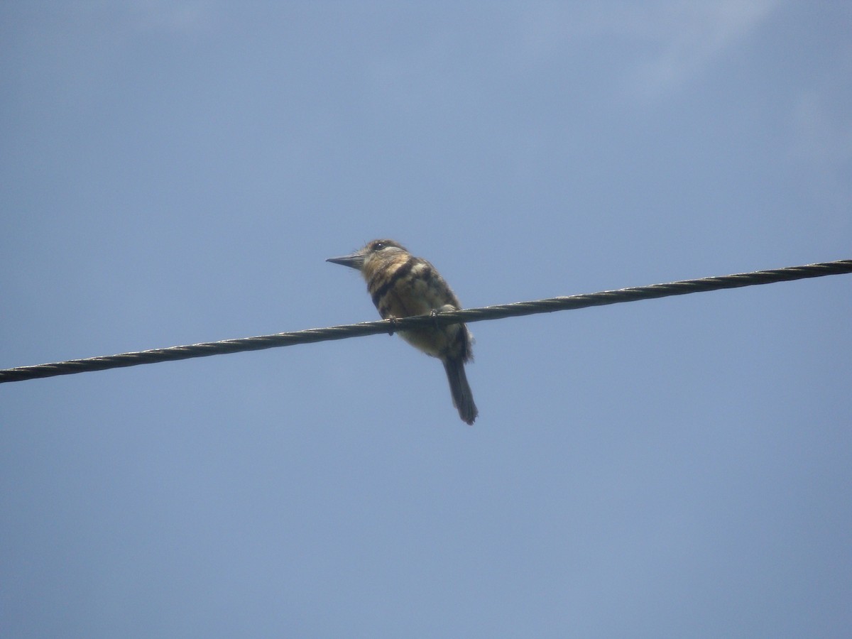 Two-banded Puffbird - ML104251461