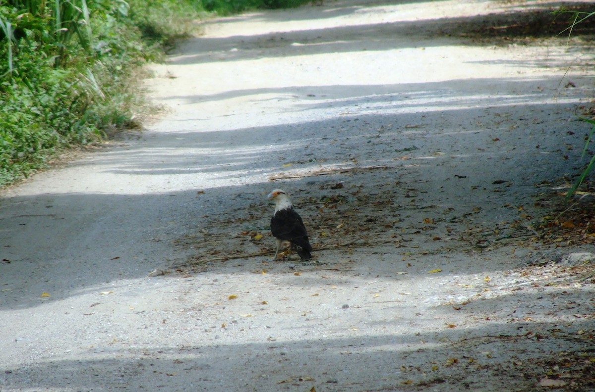 Yellow-headed Caracara - ML104251731