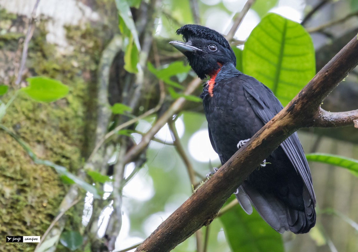 Bare-necked Umbrellabird - ML104251961