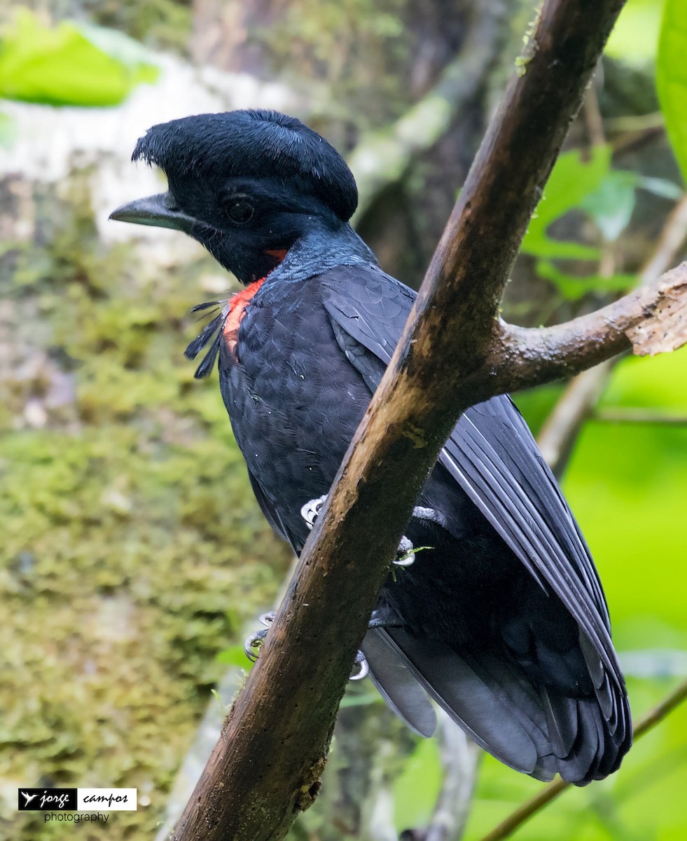 Bare-necked Umbrellabird - ML104251971