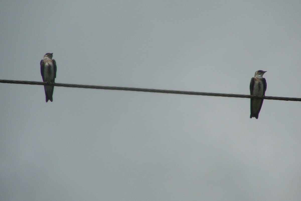 Brown-chested Martin - ML104252051