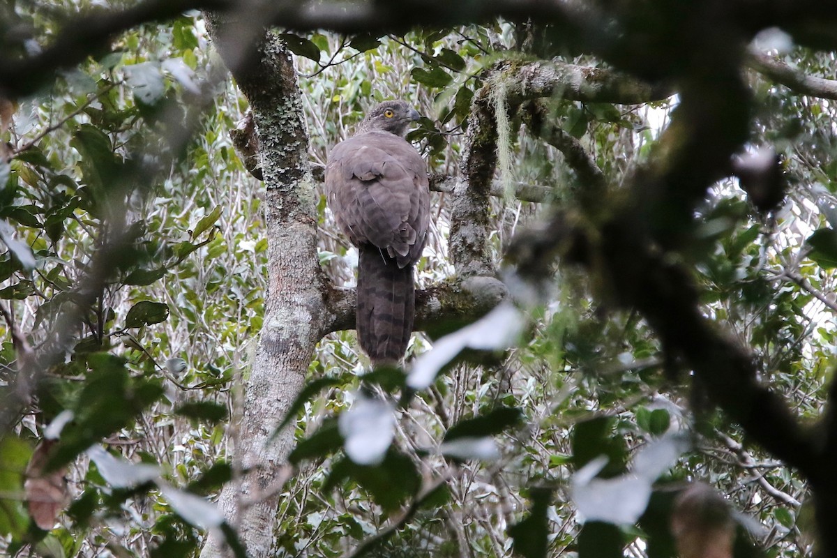 Madagascar Serpent-Eagle - ML104252171