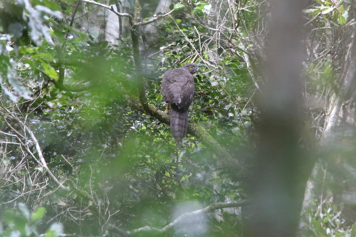 Madagascar Serpent-Eagle - ML104252211