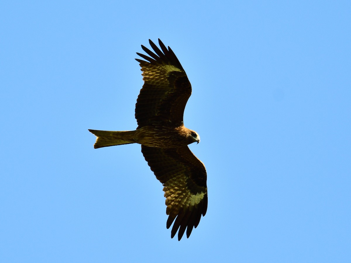 Black Kite - ML104253071