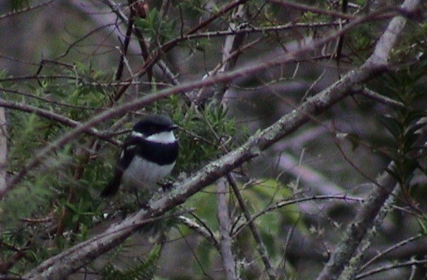 Malawi Batis - Rick Jacobsen