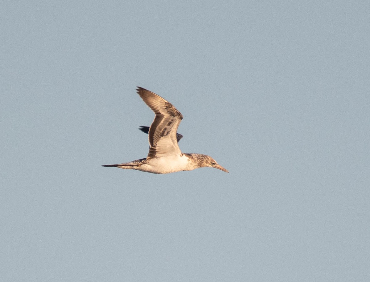 Australasian Gannet - ML104254341