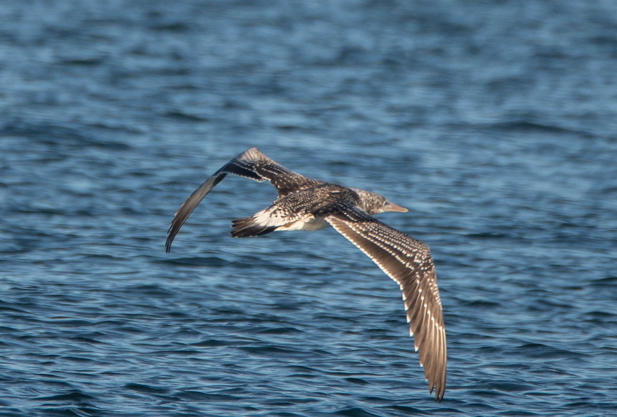 Australasian Gannet - ML104254351