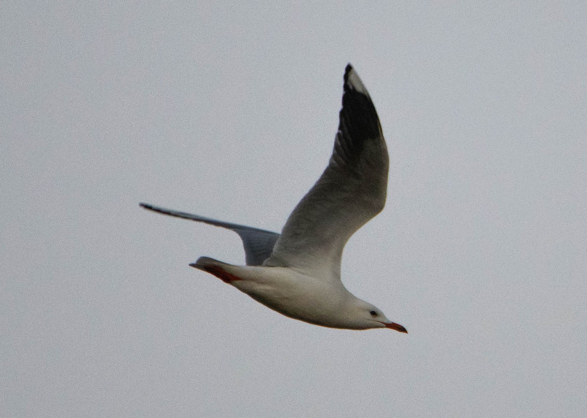 Silver Gull (Silver) - ML104254421