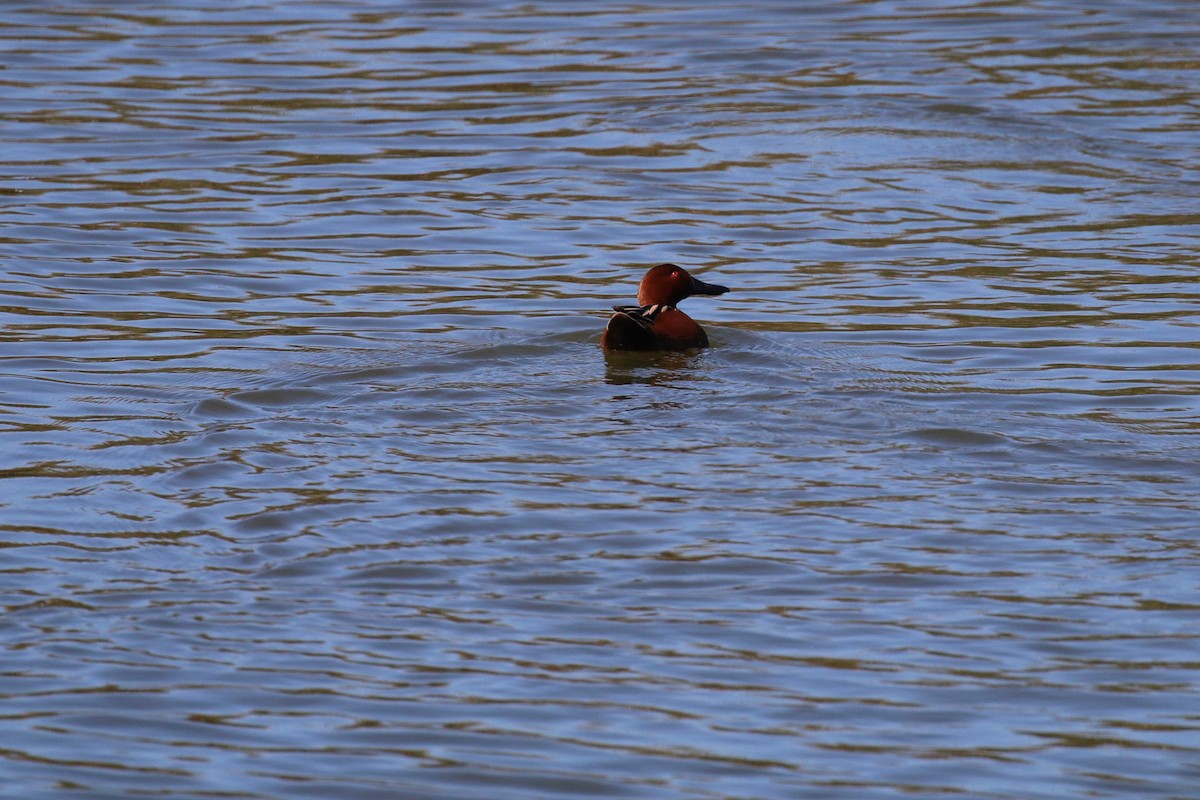 Cinnamon Teal - ML104254831