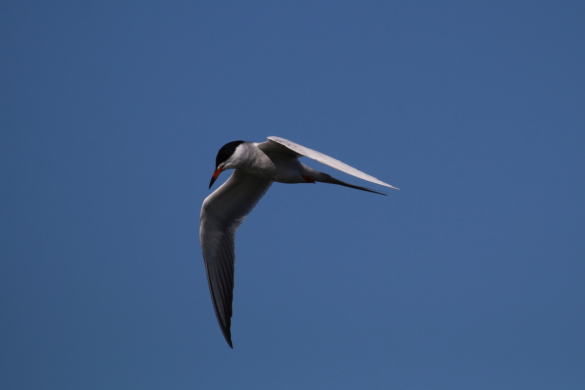 Forster's Tern - ML104254911