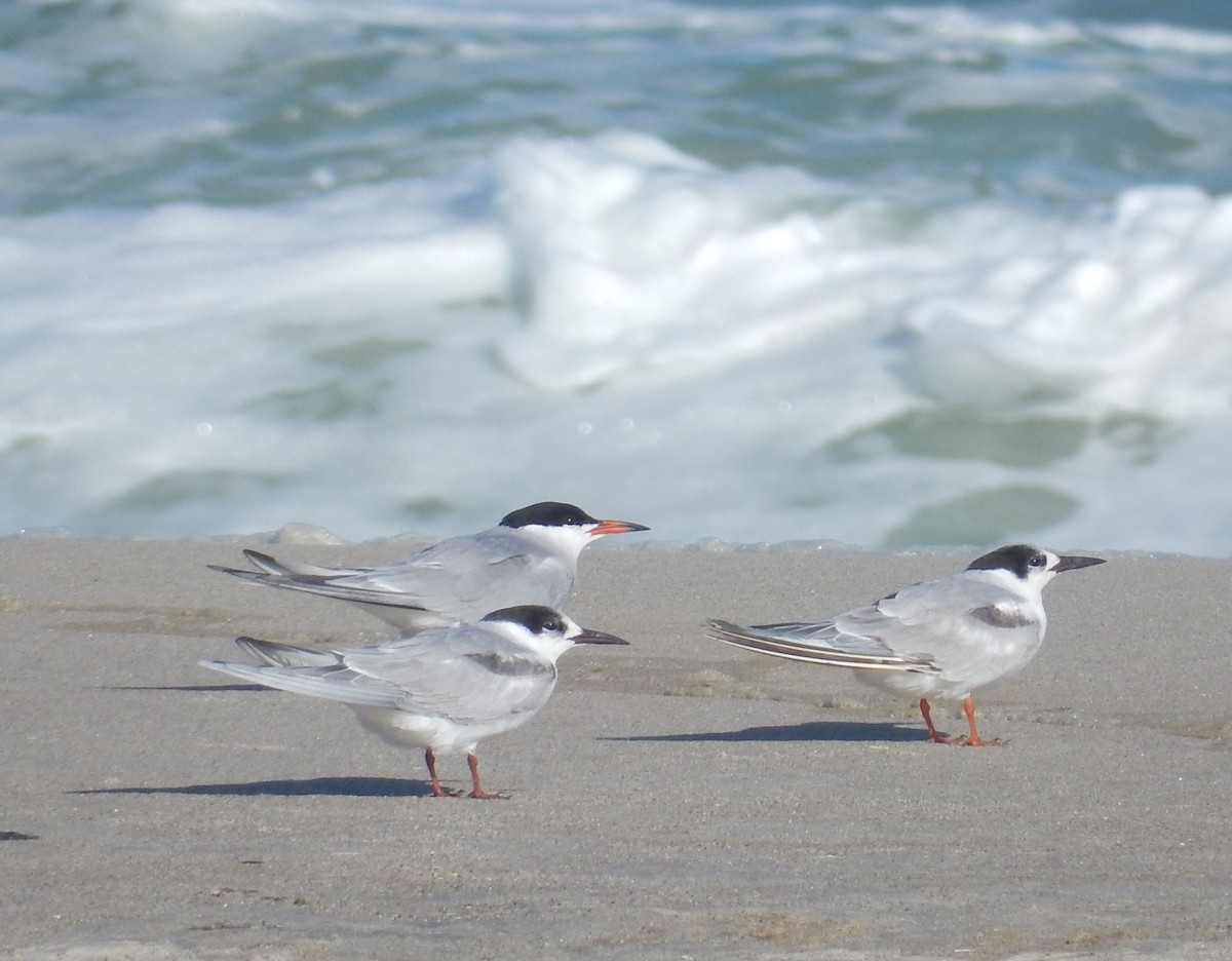 Common Tern - ML104255291