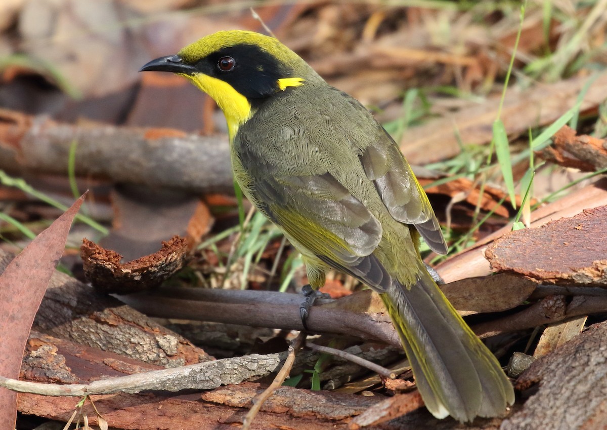 Yellow-tufted Honeyeater - ML104255921