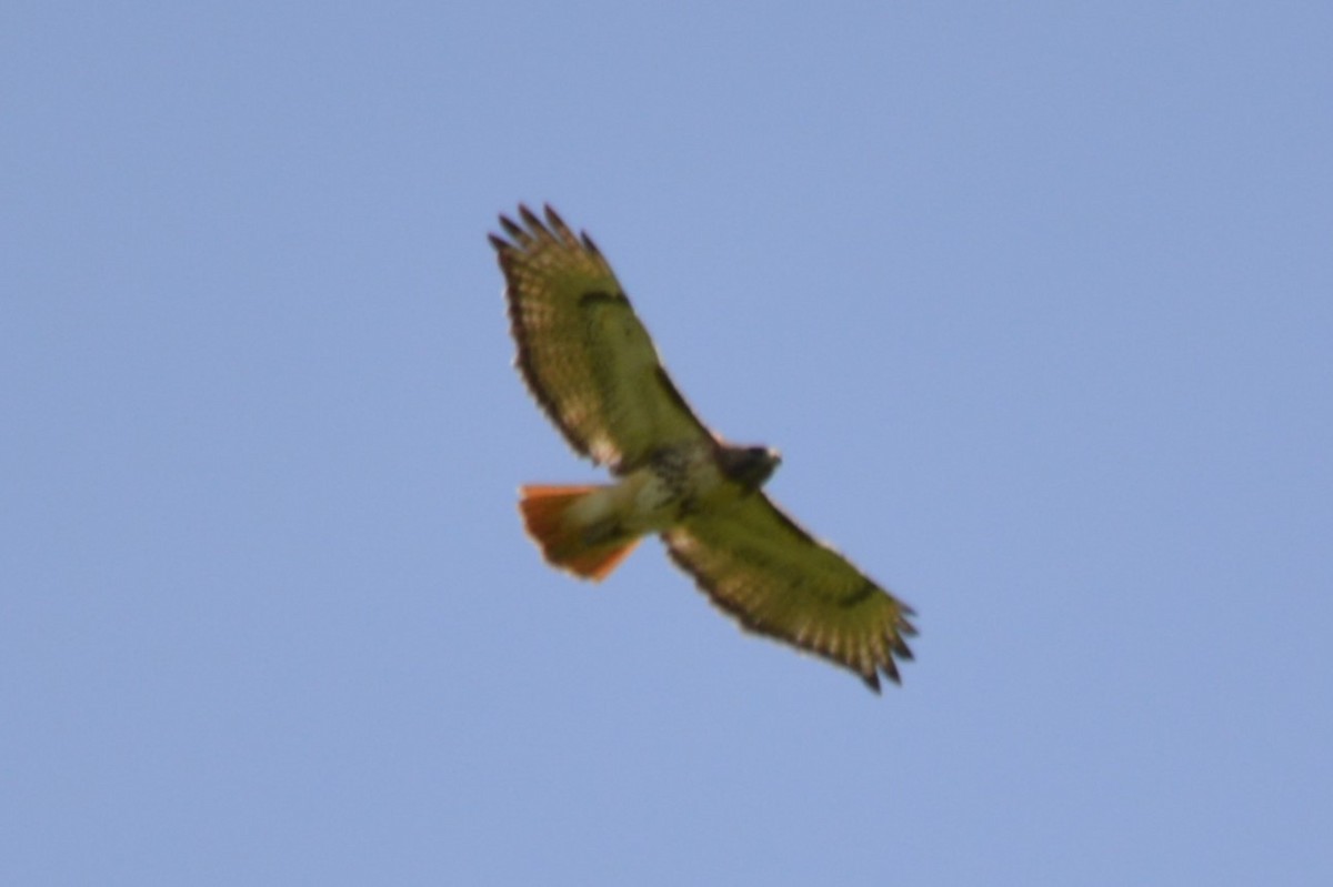 Red-tailed Hawk - Serena Pedane