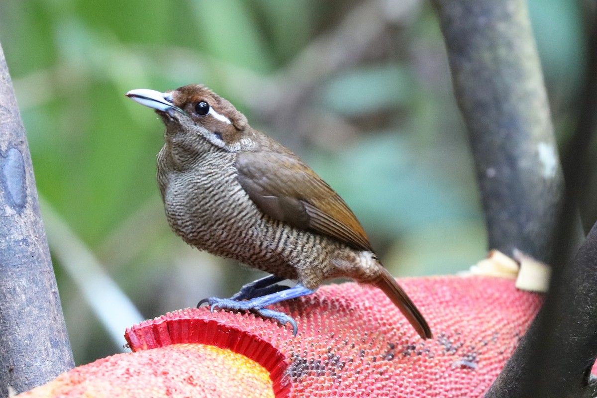 Sichelschwanz-Paradiesvogel - ML104257291