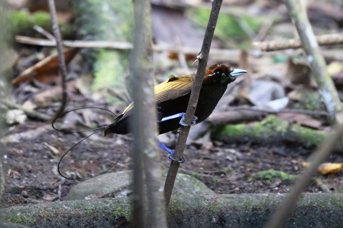 Magnificent Bird-of-Paradise - ML104257301