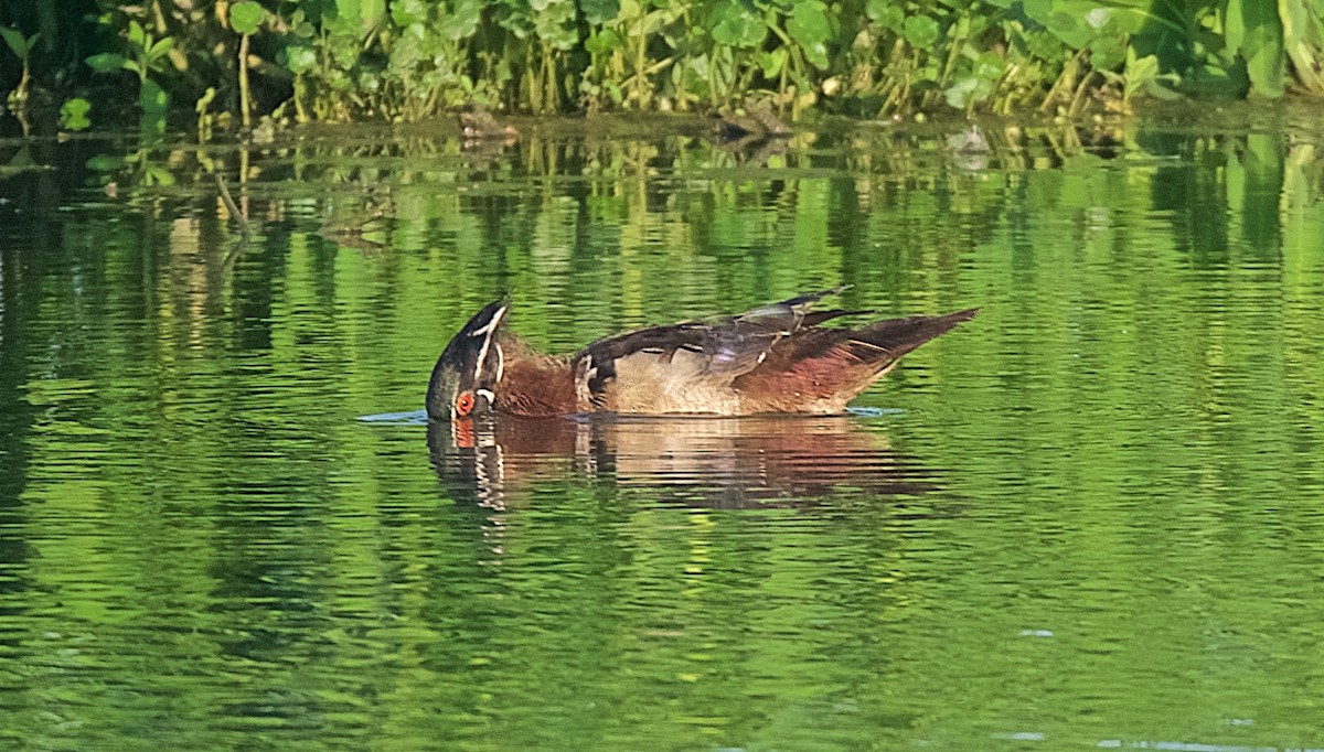 Wood Duck - Harlan Stewart