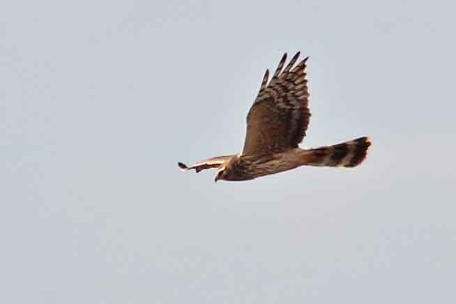 Pallid Harrier - ML104258721