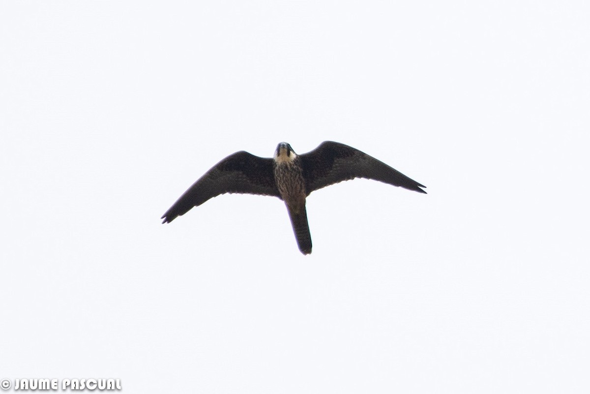 Eleonora's Falcon - ML104258861