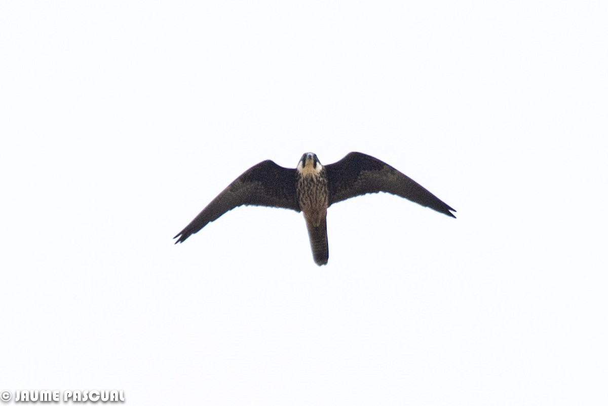Eleonora's Falcon - ML104258891