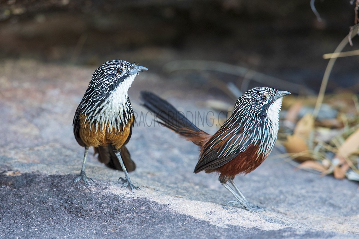 White-throated Grasswren - ML104260871