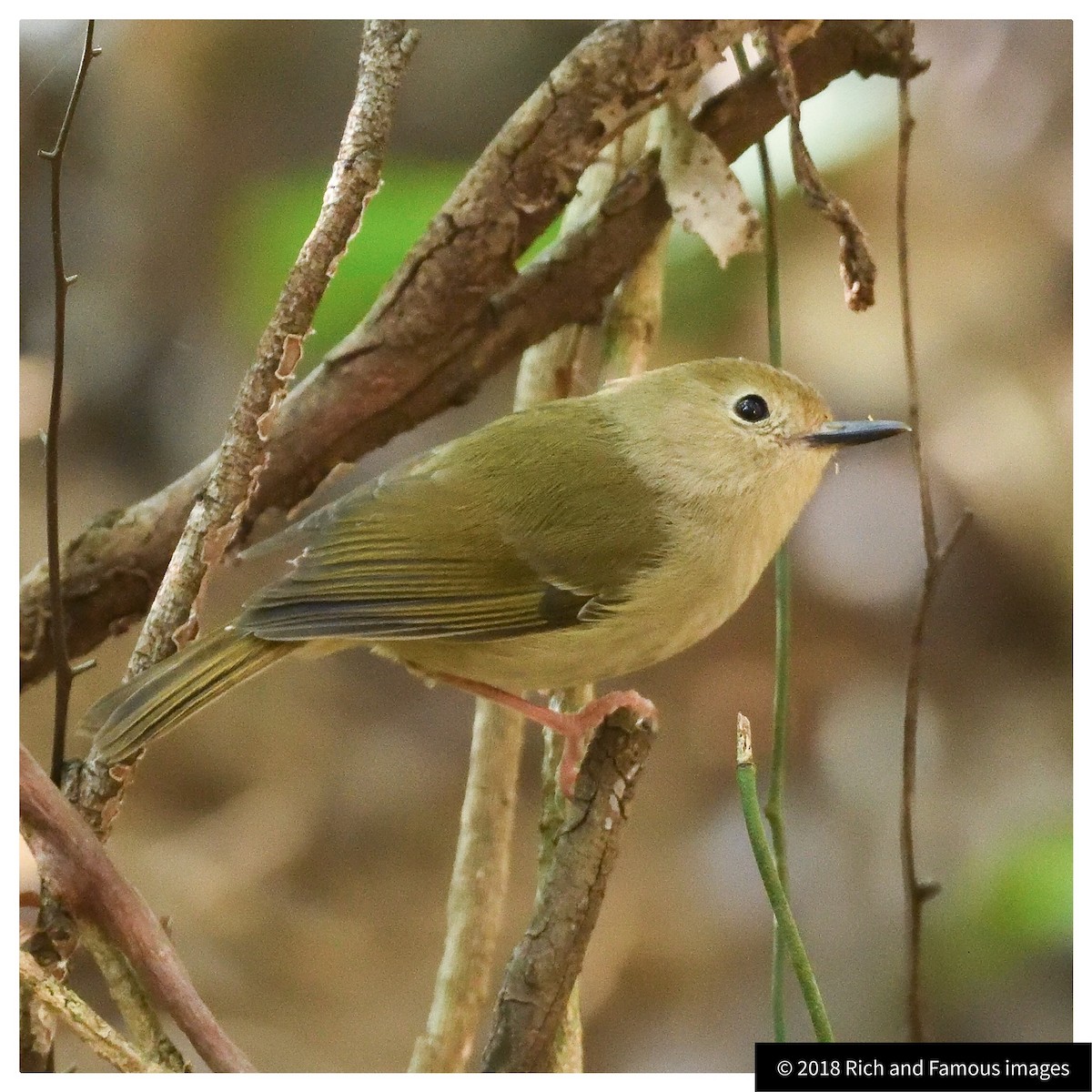 Large-billed Scrubwren - ML104261271