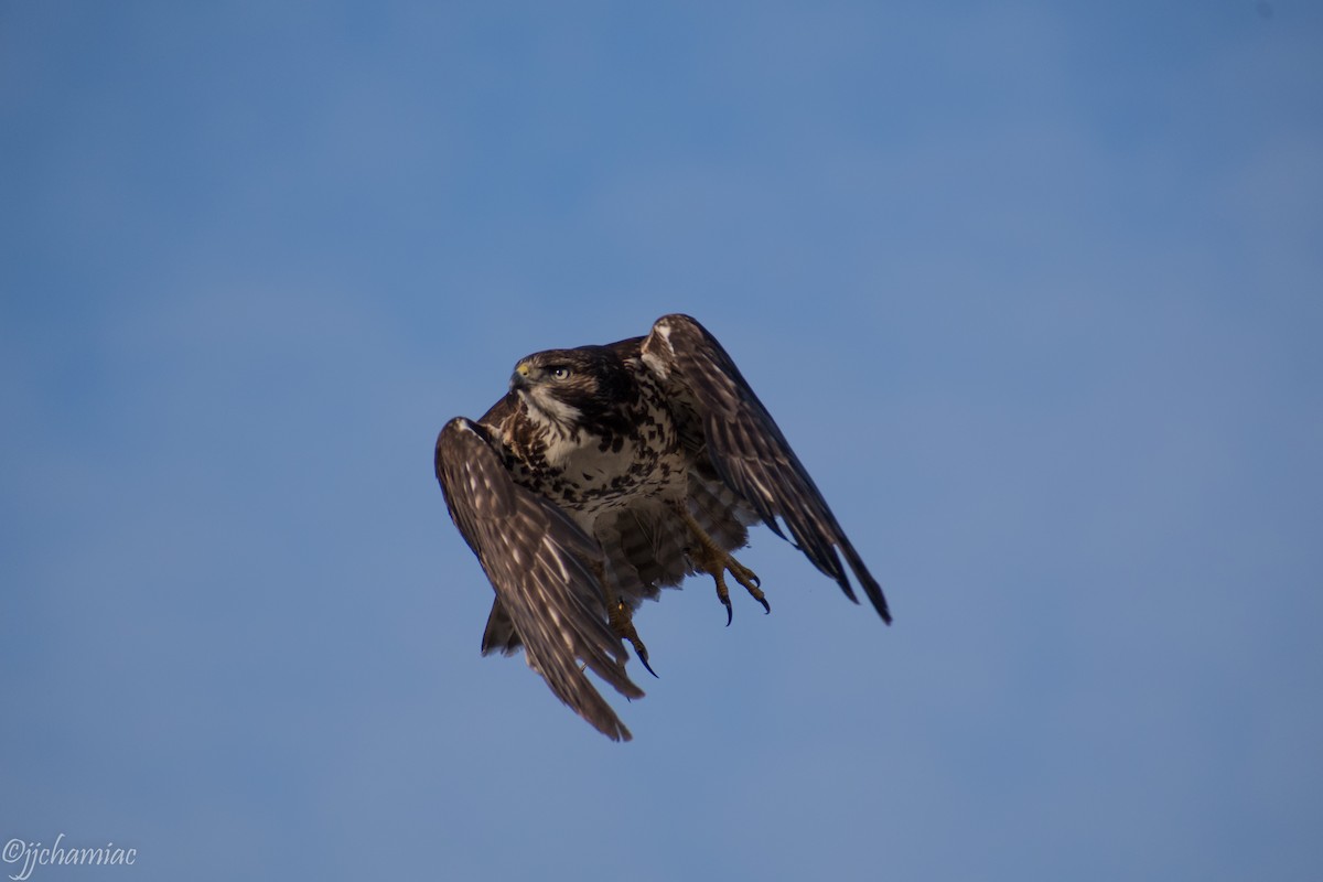 Rufous-tailed Hawk - ML104261461