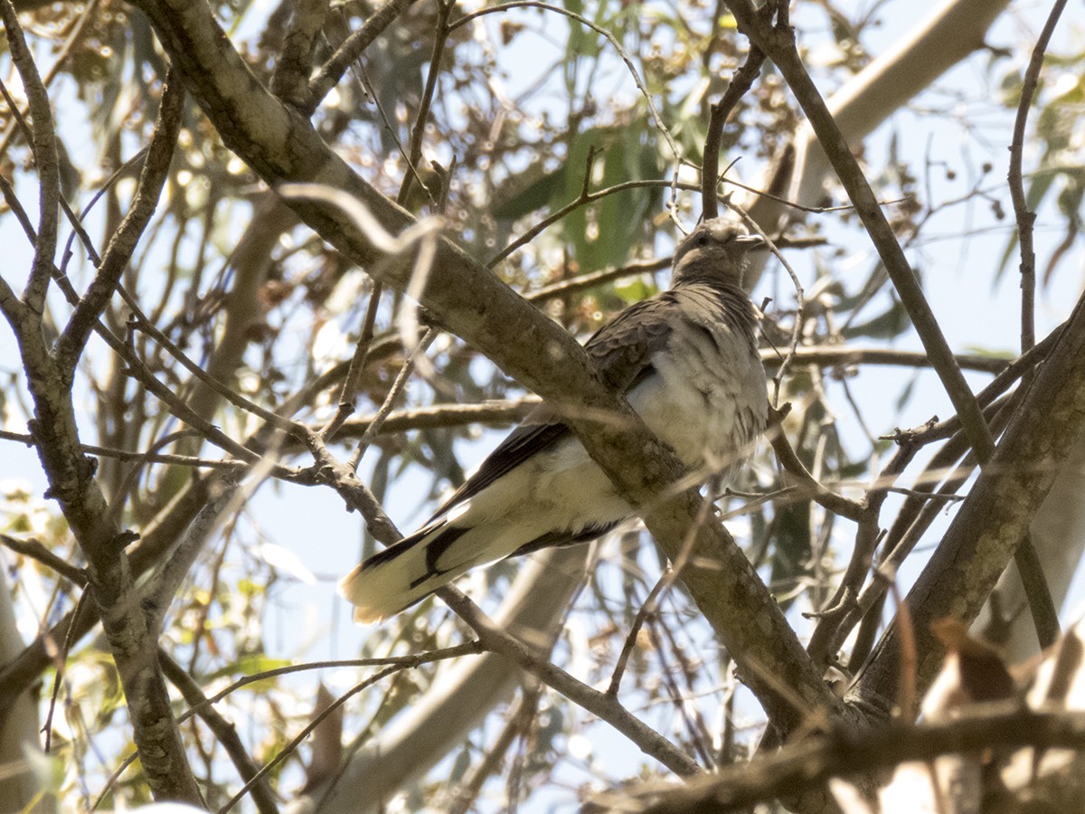 European Turtle-Dove - Pedro Fernandes