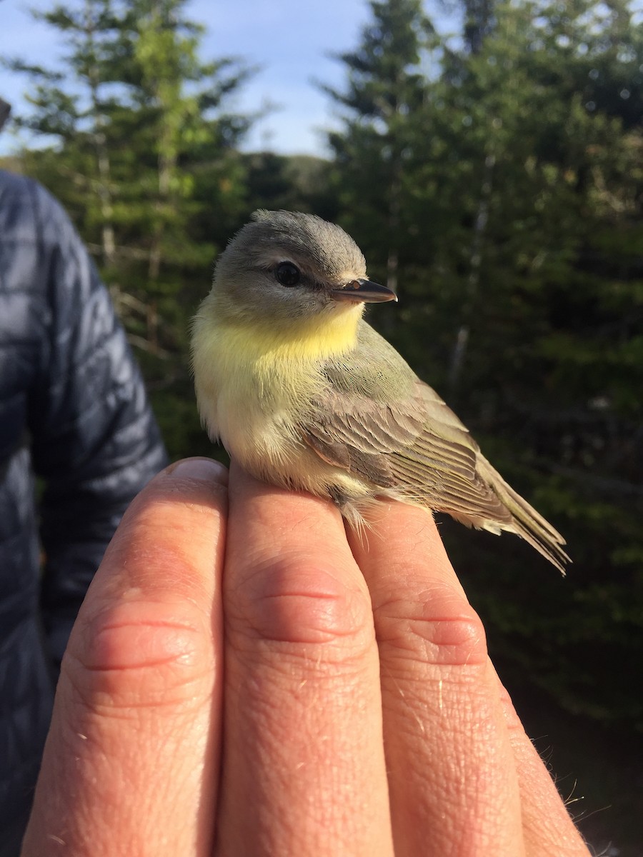 Vireo de Filadelfia - ML104261561