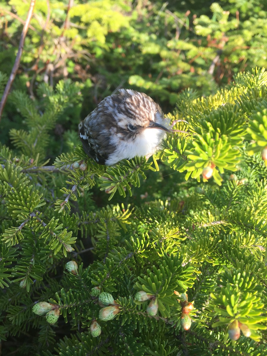 Brown Creeper - ML104261571